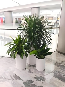 海曙绿植出租设计，为家居注入自然活力